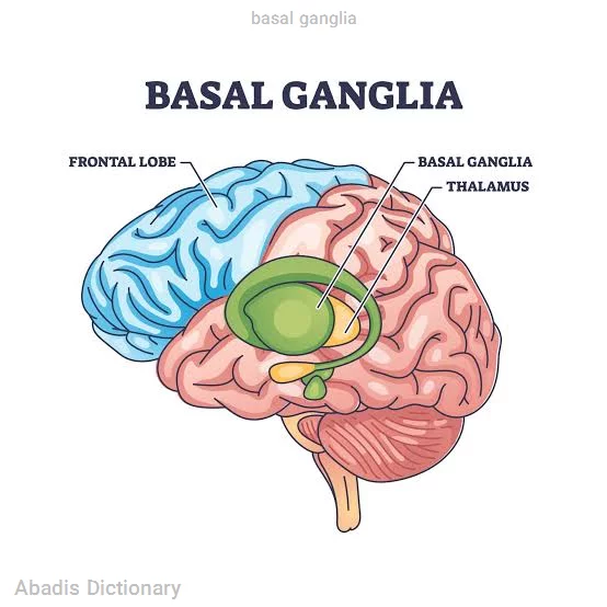 basal ganglia